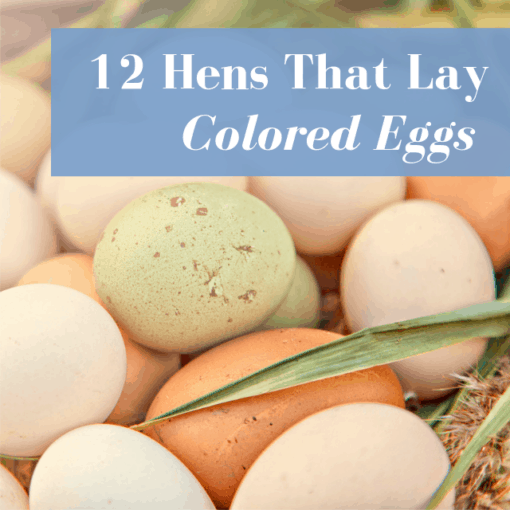 Do Chickens Need Heat In Winter? Let's Keep 'Em Safe!