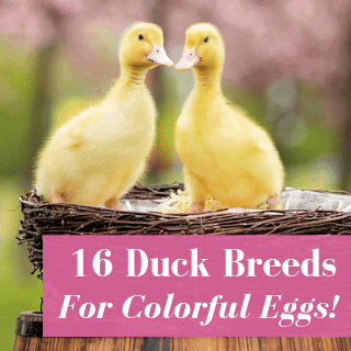 16 Duck Breeds For Colorful Eggs!