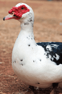 muscovy duck breed with red face