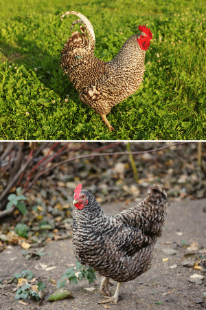 barred rock rooster vs. hen comparison