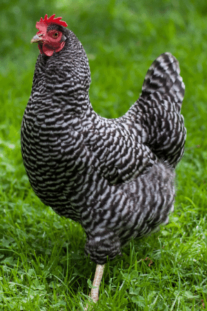 barred plymouth rock chicken hen 