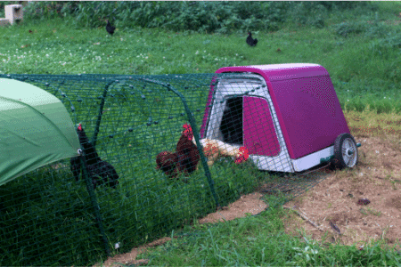 Eglu Go Chicken Coop Review Buyers Guide Pampered Chicken Mama