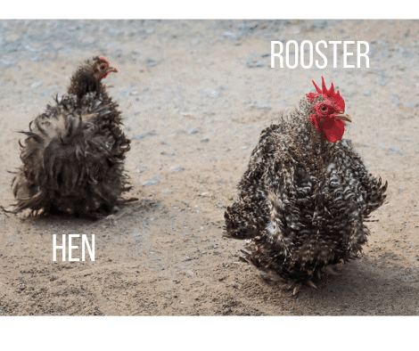 Frizzle rooster and hen side by side