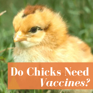 Do Baby Chicks Need Vaccines?
