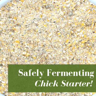 Ferment Chicken Feed Safely With These Strategies!