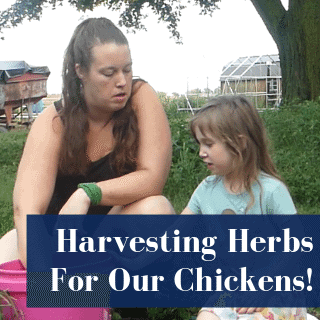 Easy Herb Harvesting For Chickens!