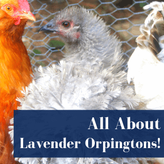 Lavender Orpington Chickens: Owner’s Guide