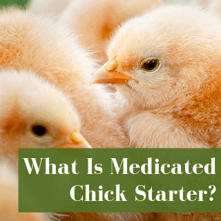 Medicated Vs. Unmedicated Chick Starter