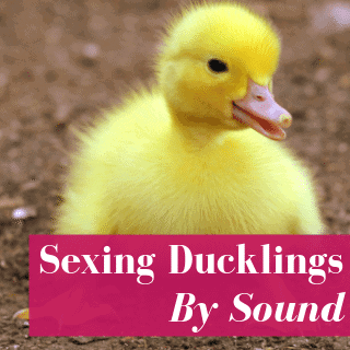 Sexing Ducklings By Quacks