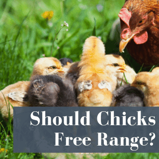 Should Your Baby Chicks Free Range?