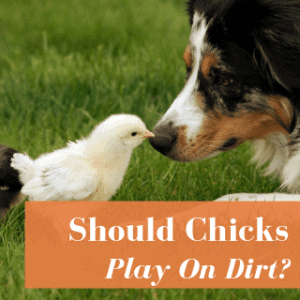 6 Ways To Sex Baby Chicks