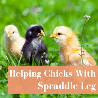 Spraddle Leg & Easy Treatment Options