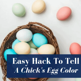 What Color Eggs Will My Chickens Lay?