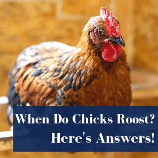 When Do Chicks Roost?