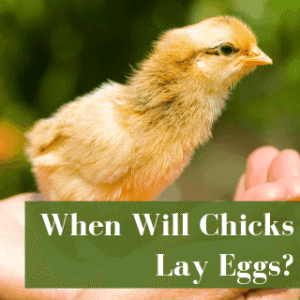 7 Ways To Sex Baby Chicks