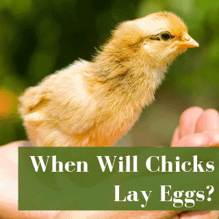 When Will Chicks Start Laying Eggs?