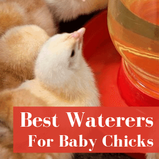 Best Chick Waterers To Prevent Drowning