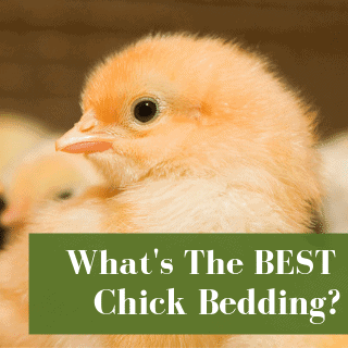 Best Bedding For Chick Brooders