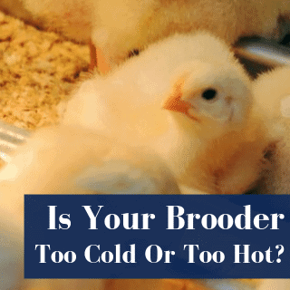 Are My Chicks Too Cold Or Too Hot?