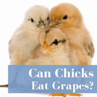 Can Chickens Eat Grapes?