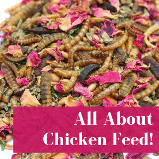 Chicken Feed 101 For New Owners