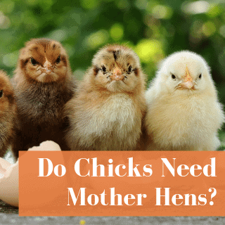 Do Chicks Need Mother Hens?