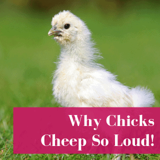 Why chicks cheep loudly