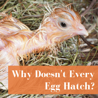 Why Don’t All Incubated Eggs Hatch?