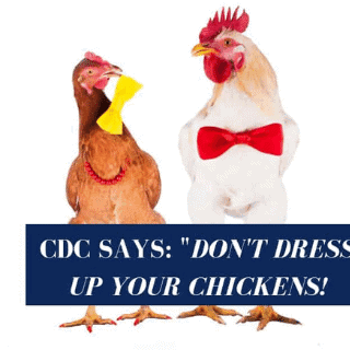 chickens in costumes