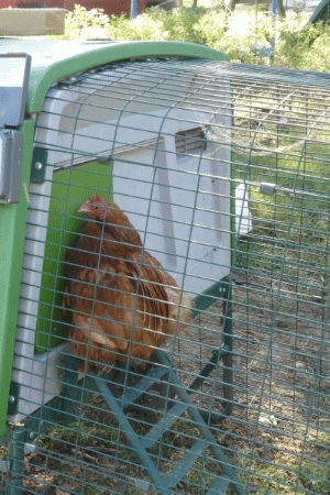 Cochin bantam using Omlet Automatic chicken coop door