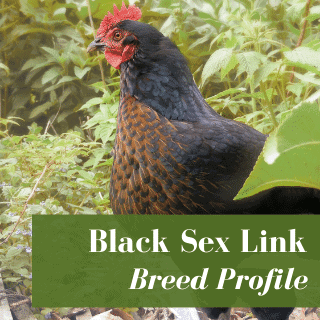 Black Sex Link Chickens: Buyer & Care Guide