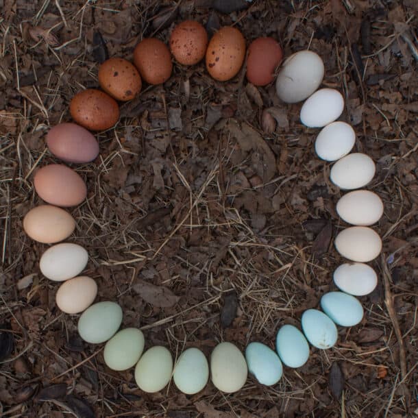 13 Chicken Feeder Ideas No Waste Pvc More Pampered Chicken