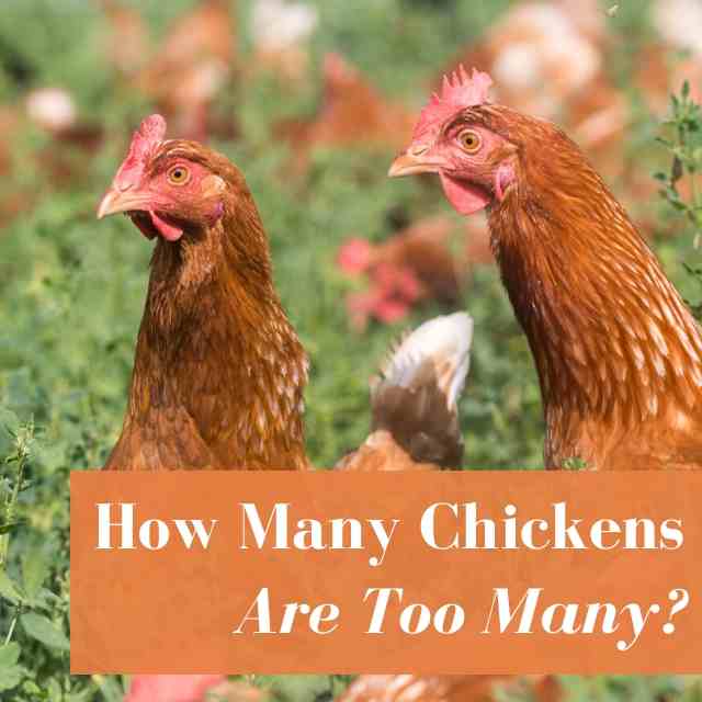 How Many Chickens Are Too Many?