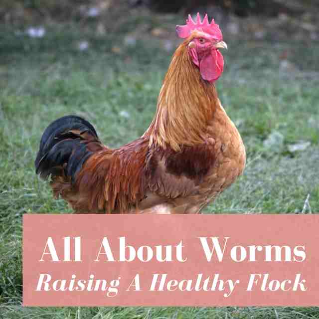 worming chickens instructions