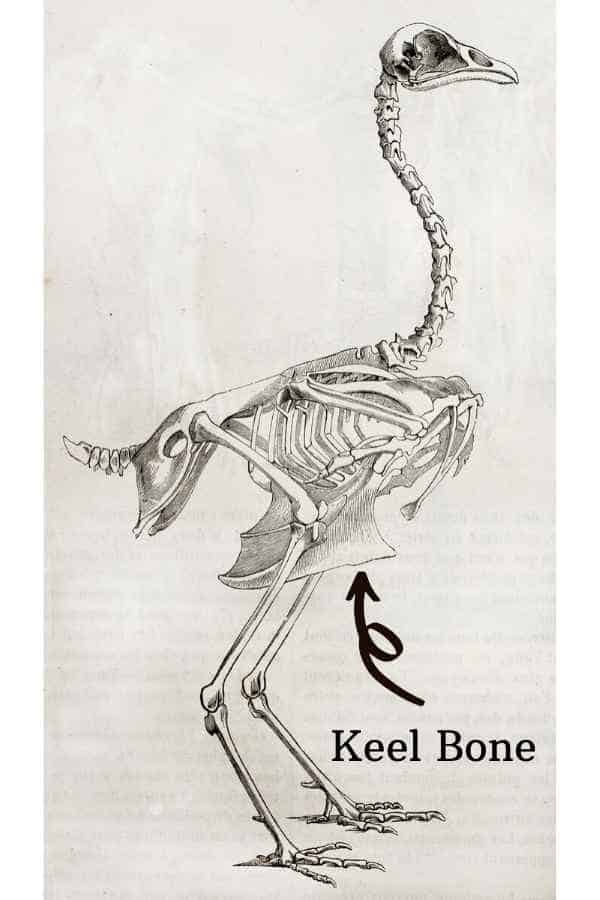 Keel Bone Chickens