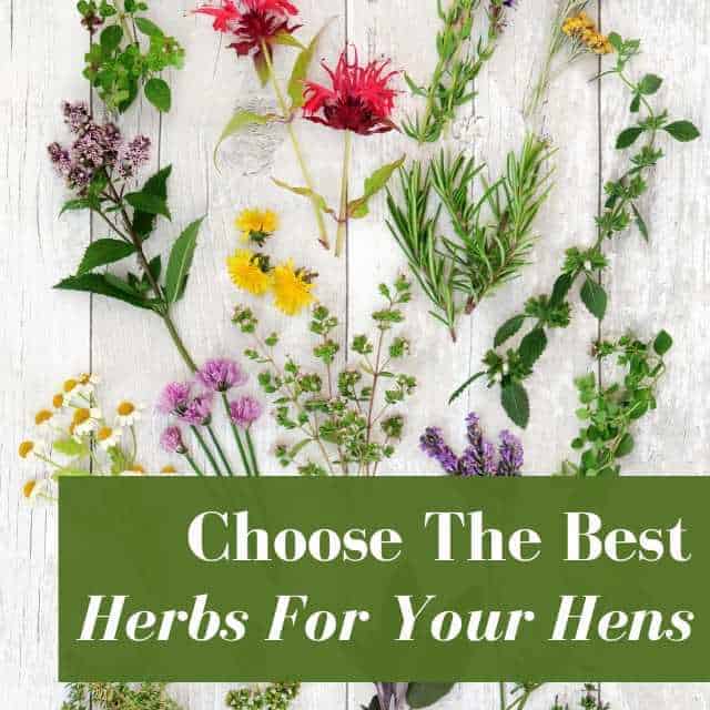 Choose The Right Nesting Herbs For Your Flock With This Simple Guide