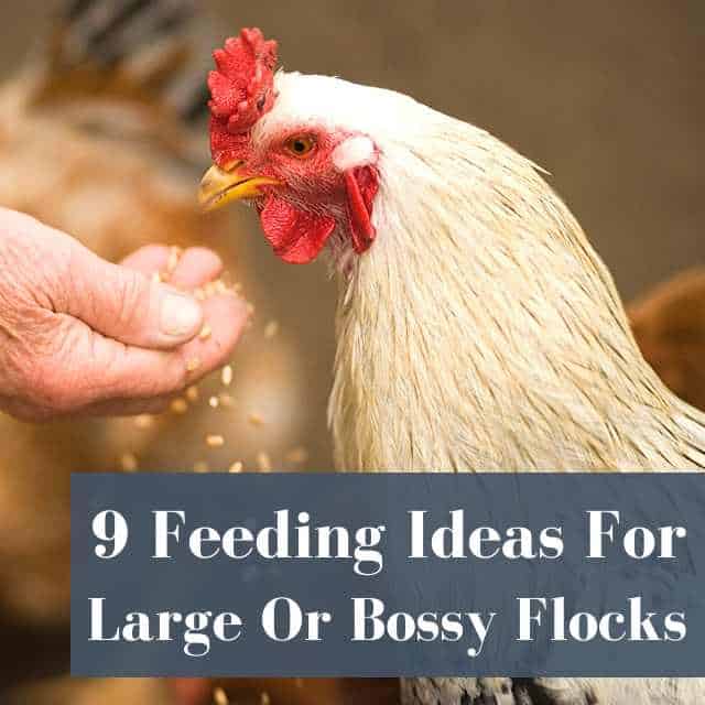 9 Ideas To Feed A Flock So Every Chicken Gets Food
