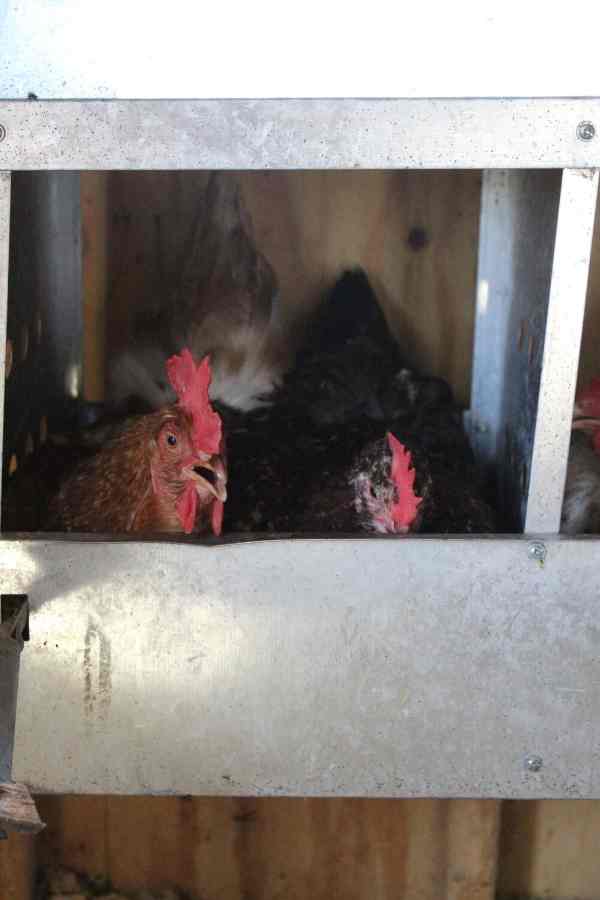 Hens In Nesting Box