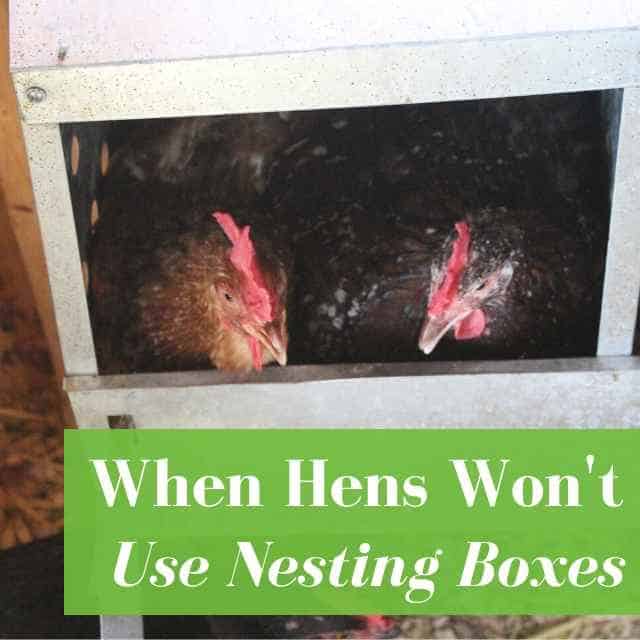 Why Won’t My Hens Use Their Nesting Boxes?