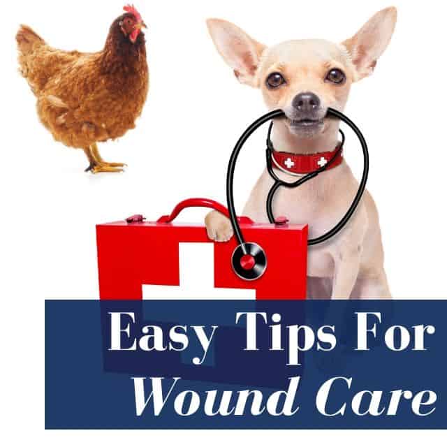 wound care pets