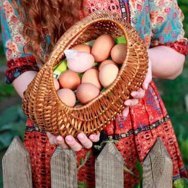 Raising Backyard Hens For Eggs Is Easy!