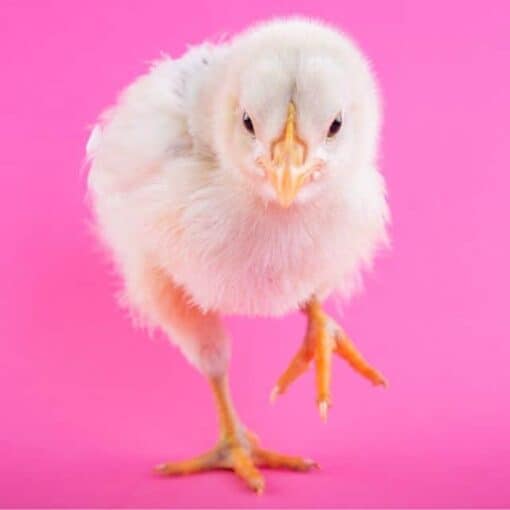 Best Bedding For Chick Brooders