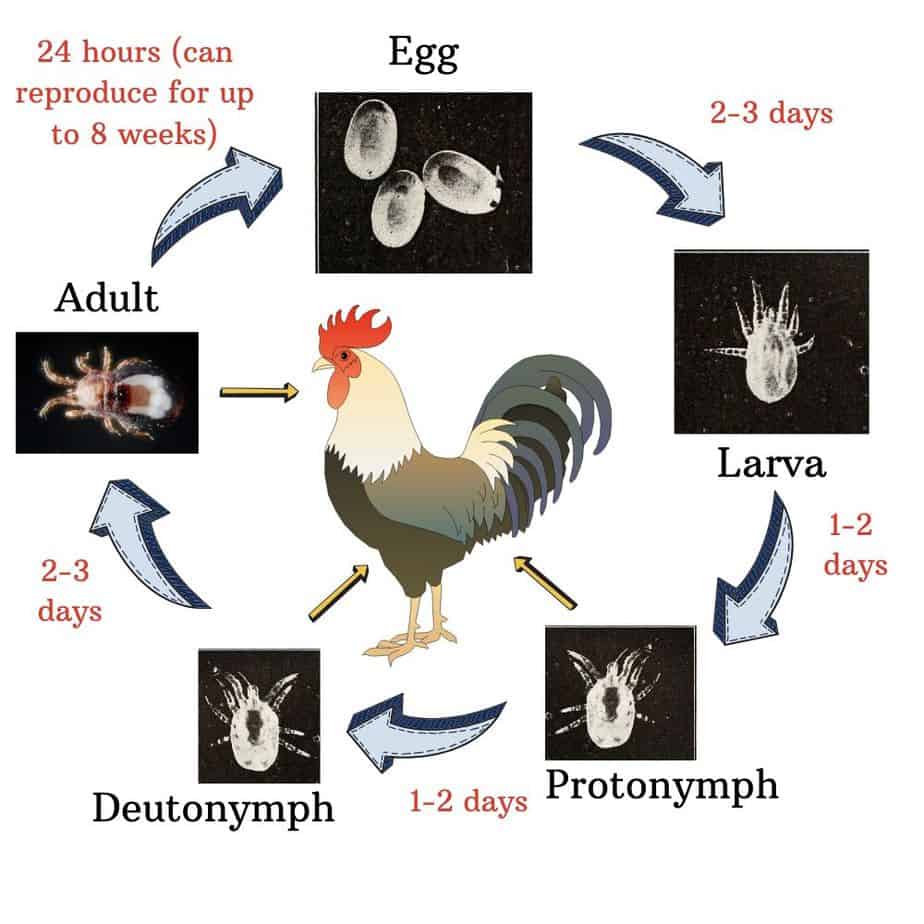 bird mites life cycle