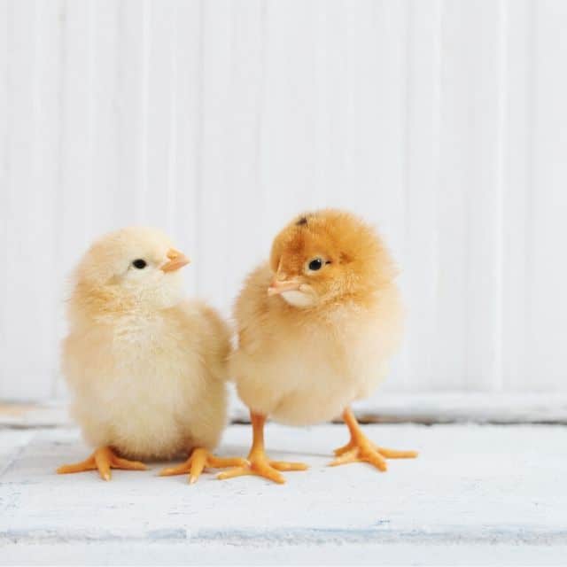 Create The Best Chicken Brooders For Baby Chicks!