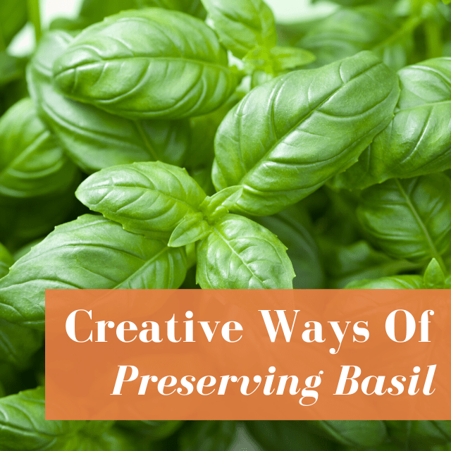 5 Creative Ways to Preserve Basil