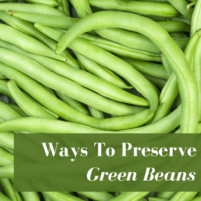 Preserving Green Beans At Home in 6 Easy Ways!