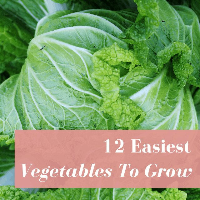 Easiest Vegetables to Grow