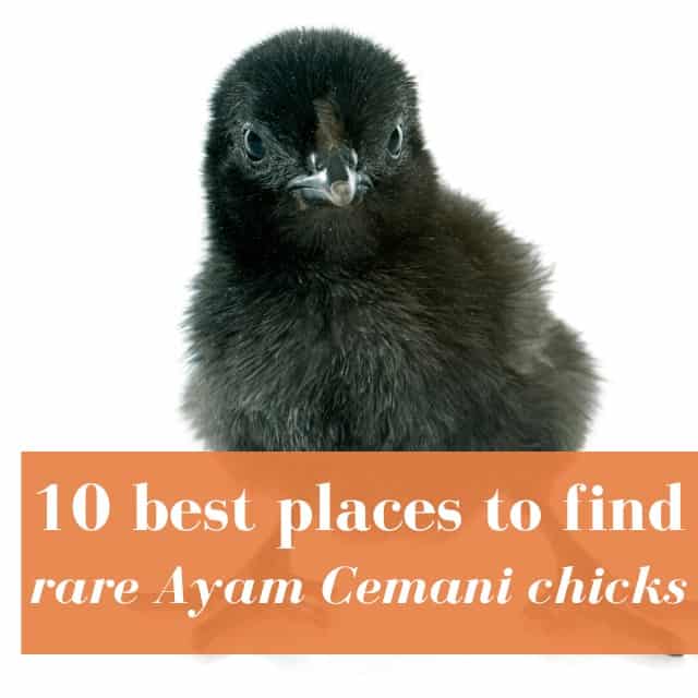 10 Best Hatcheries to Buy Rare Ayam Cemani Chicks
