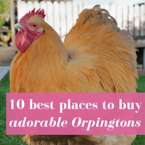 Where Can I Buy Chickens? 3 Genius Ideas!