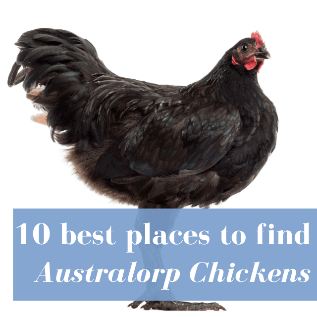 Best Hatcheries to Buy Australorp Chickens